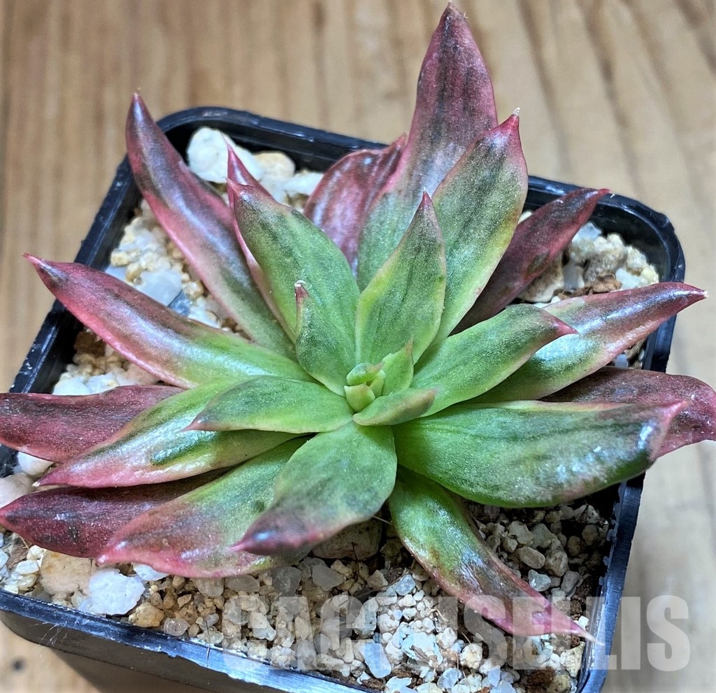 SH35007 Echeveria 'Red Prince' f. variegata - Зображення 3