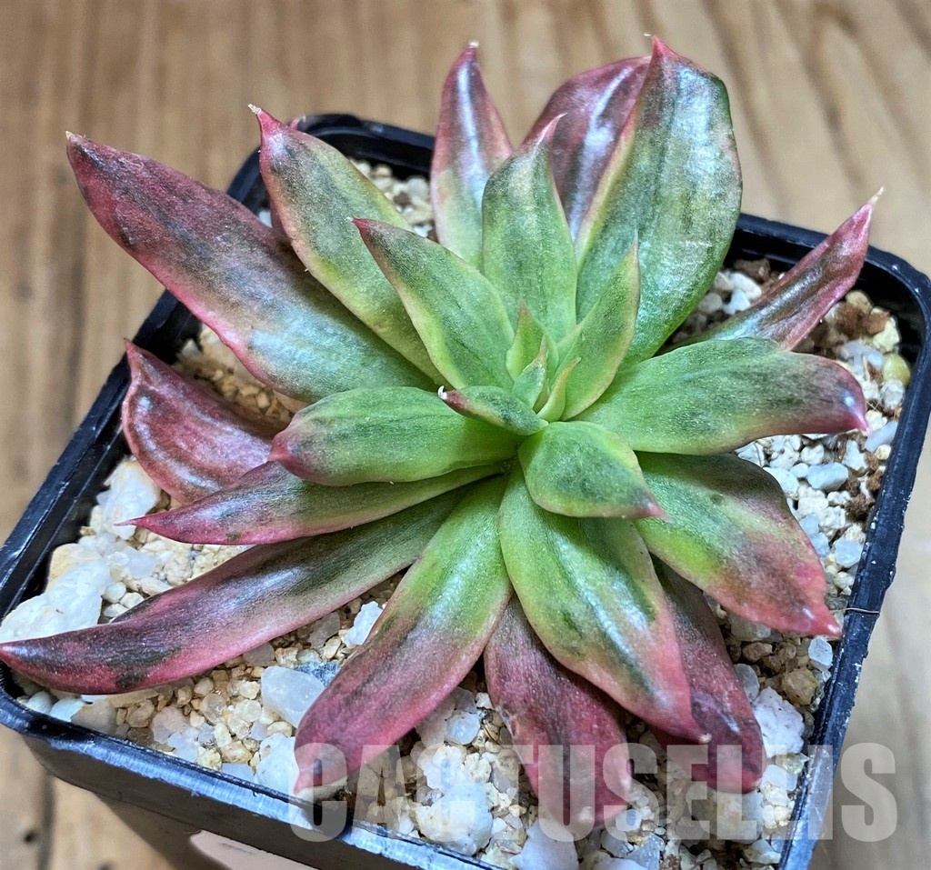 SH35007 Echeveria 'Red Prince' f. variegata - Зображення 2
