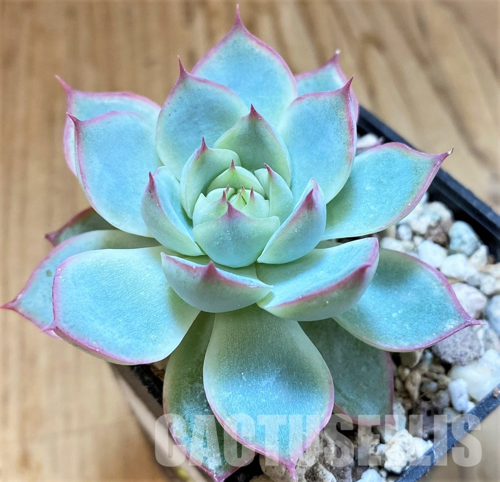 SH34896 Echeveria ‘Hercules’ hybrid