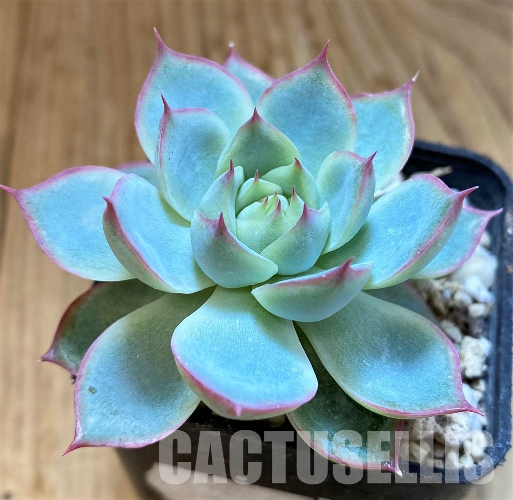 SH34896 Echeveria ‘Hercules’ hybrid - Image 2