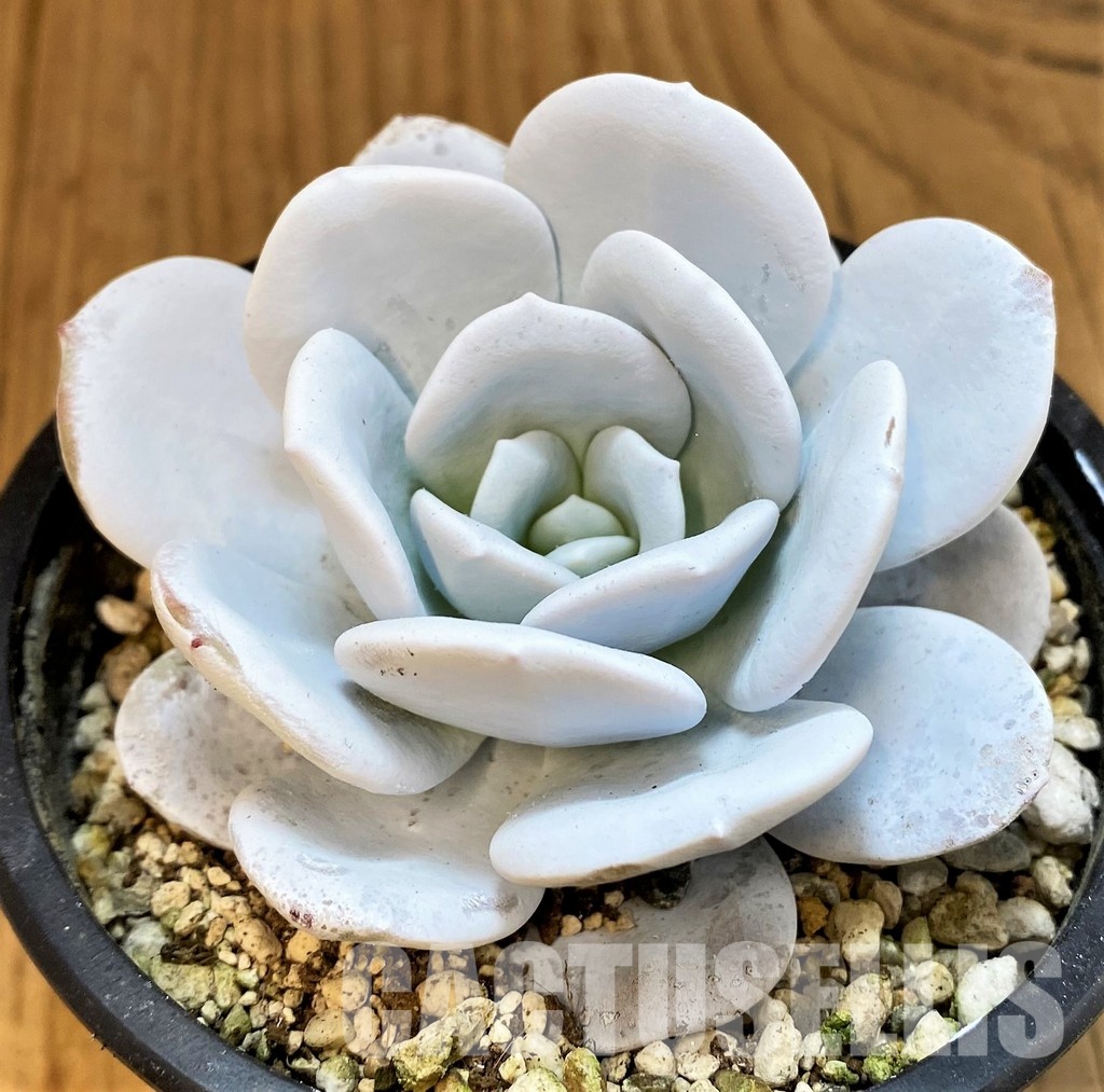 SH34900 Echeveria laui - Image 3