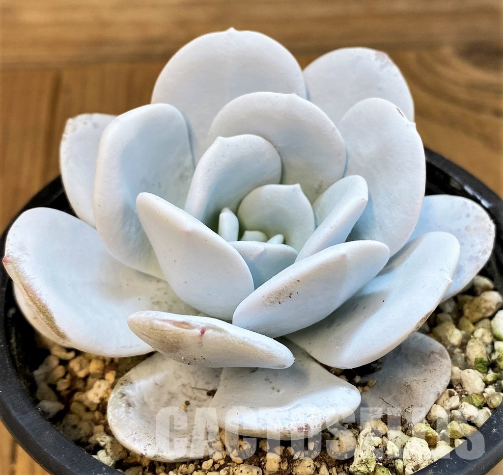 SH34900 Echeveria laui - Image 2