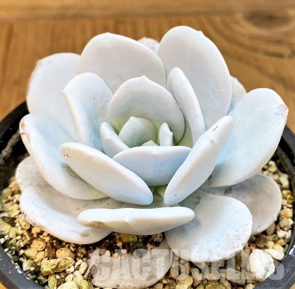 SH34900 Echeveria laui