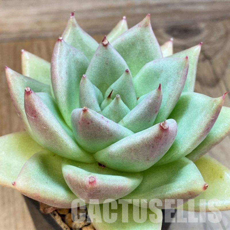 SH34901 Echeveria agavoides