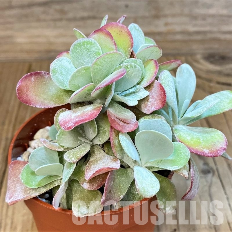 SH34902 Kalanchoe thyrsiflora