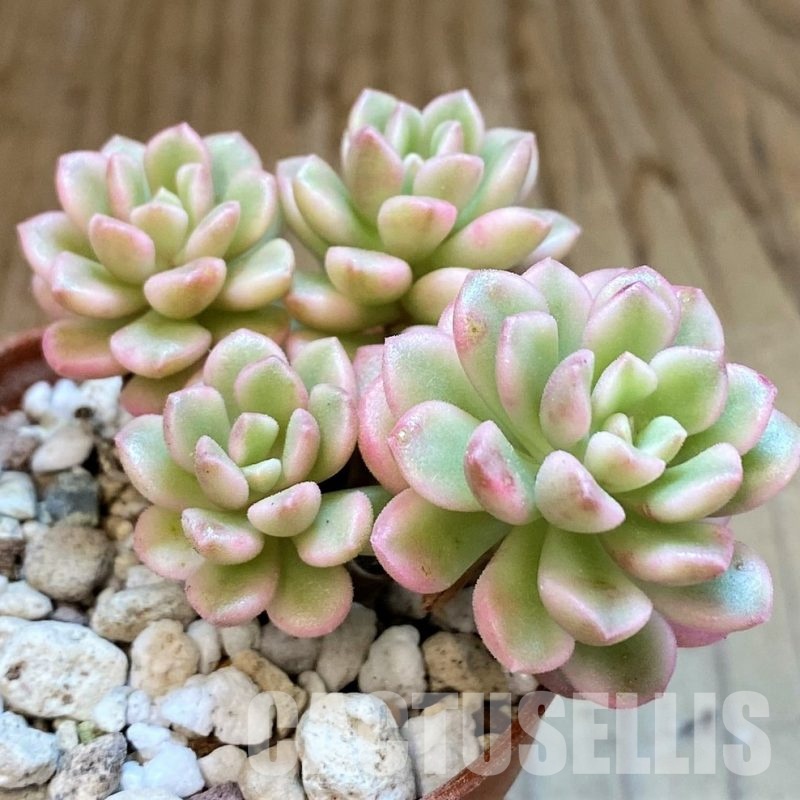SH34903 Sedum 'Joyce Tolluch' f. variegata