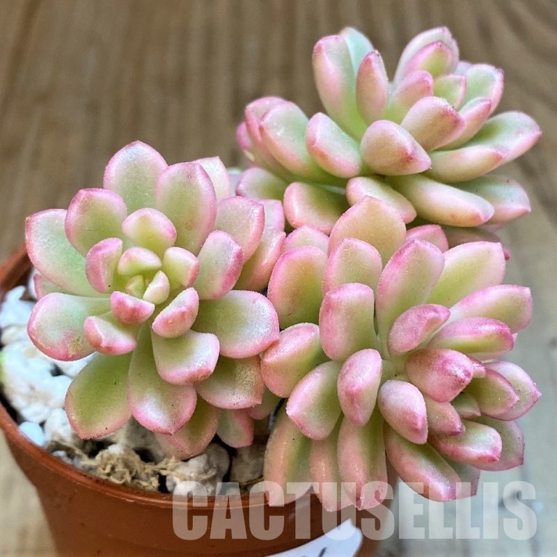 SH34904 Sedum 'Joyce Tolluch' f. variegata