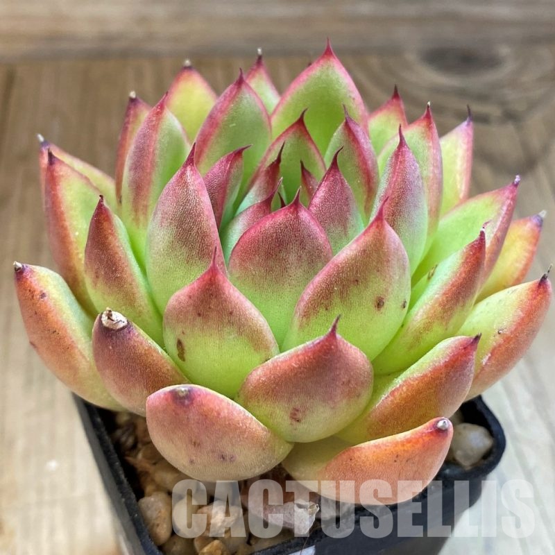 SH34905 Echeveria agavoides