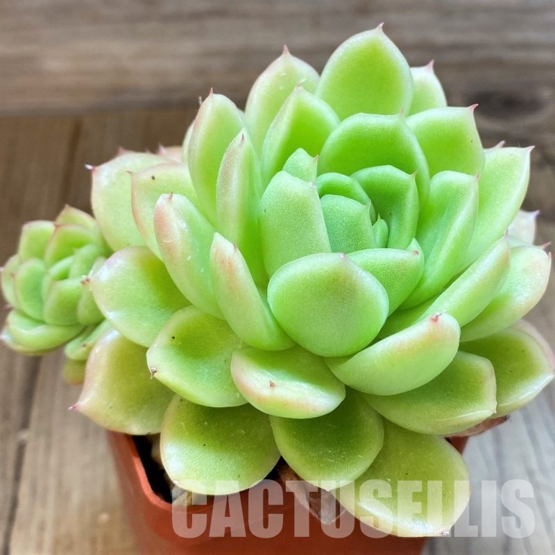 SH34906 Echeveria ‘Gilva’ hybrid