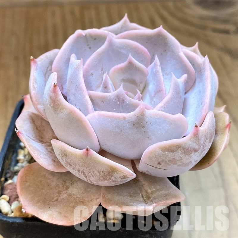 SH34907 Echeveria 'Pollux'