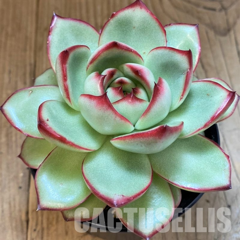 SH34908 Echeveria ‘Mont Blanc’ hybrid
