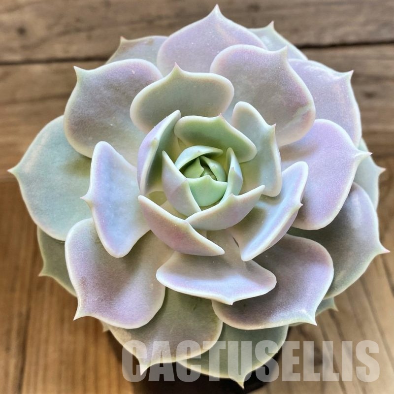 SH34909 Echeveria 'Lola'