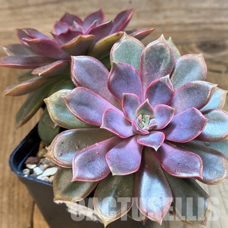 SH34911 Echeveria 'Mina'