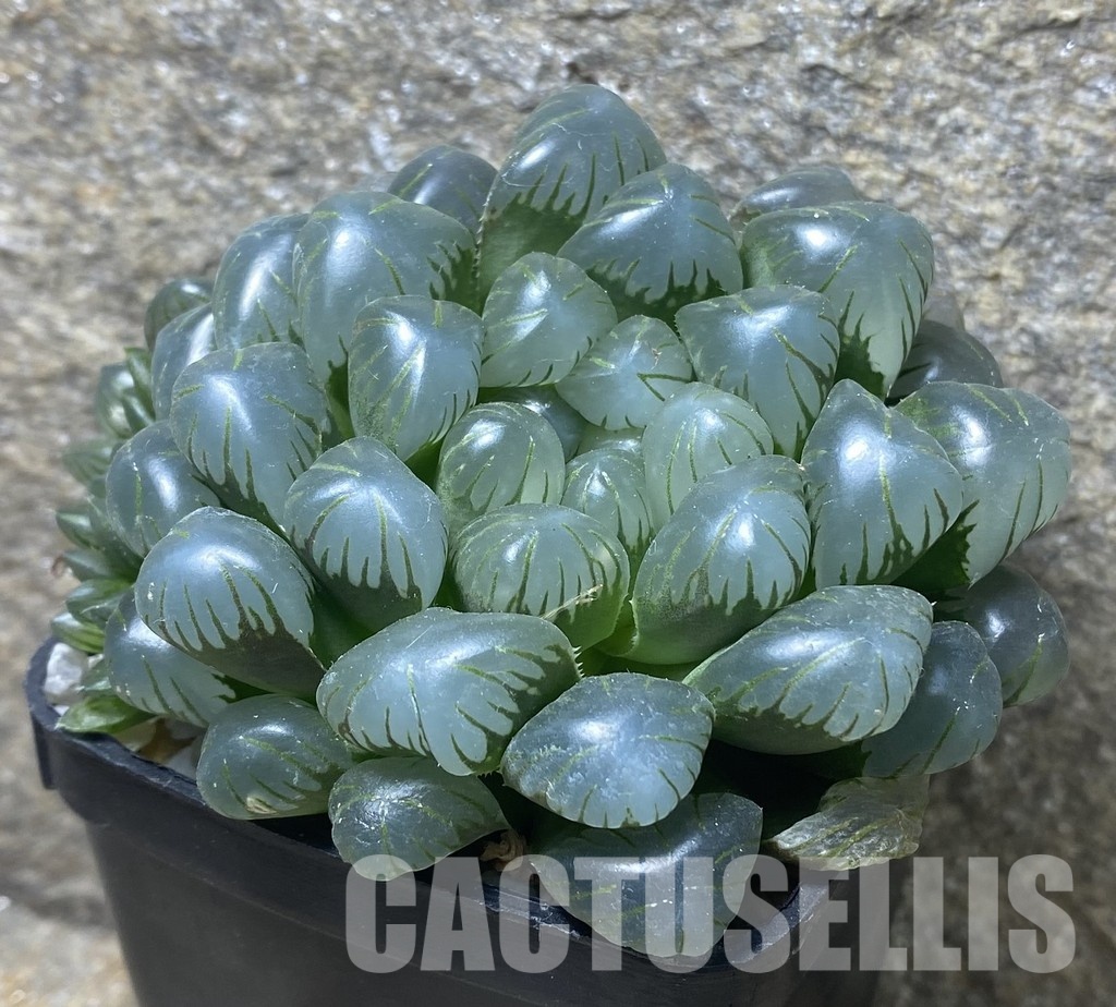 VVG35216 Haworthia obtusa 'Purple Dodson' cutting - Image 3