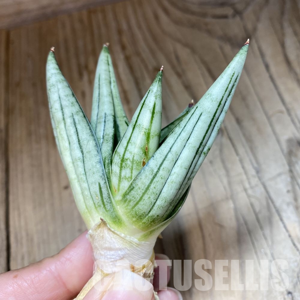SH34713 Sansevieria ‘Jupiter’ - Image 3