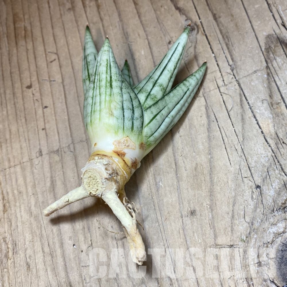 SH34713 Sansevieria ‘Jupiter’ - Image 4