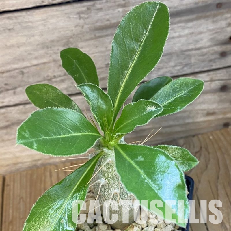 SH34766 Pachypodium saundersii