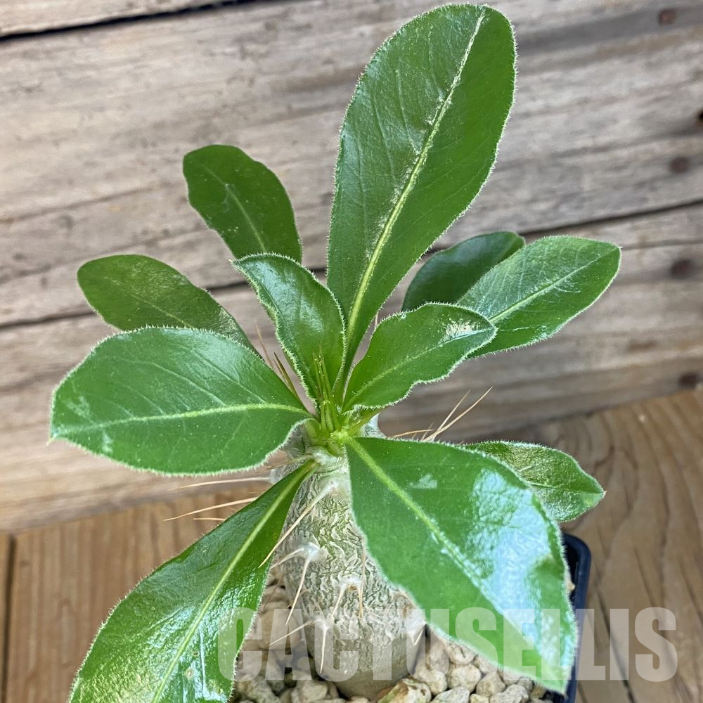 SH34766 Pachypodium saundersii