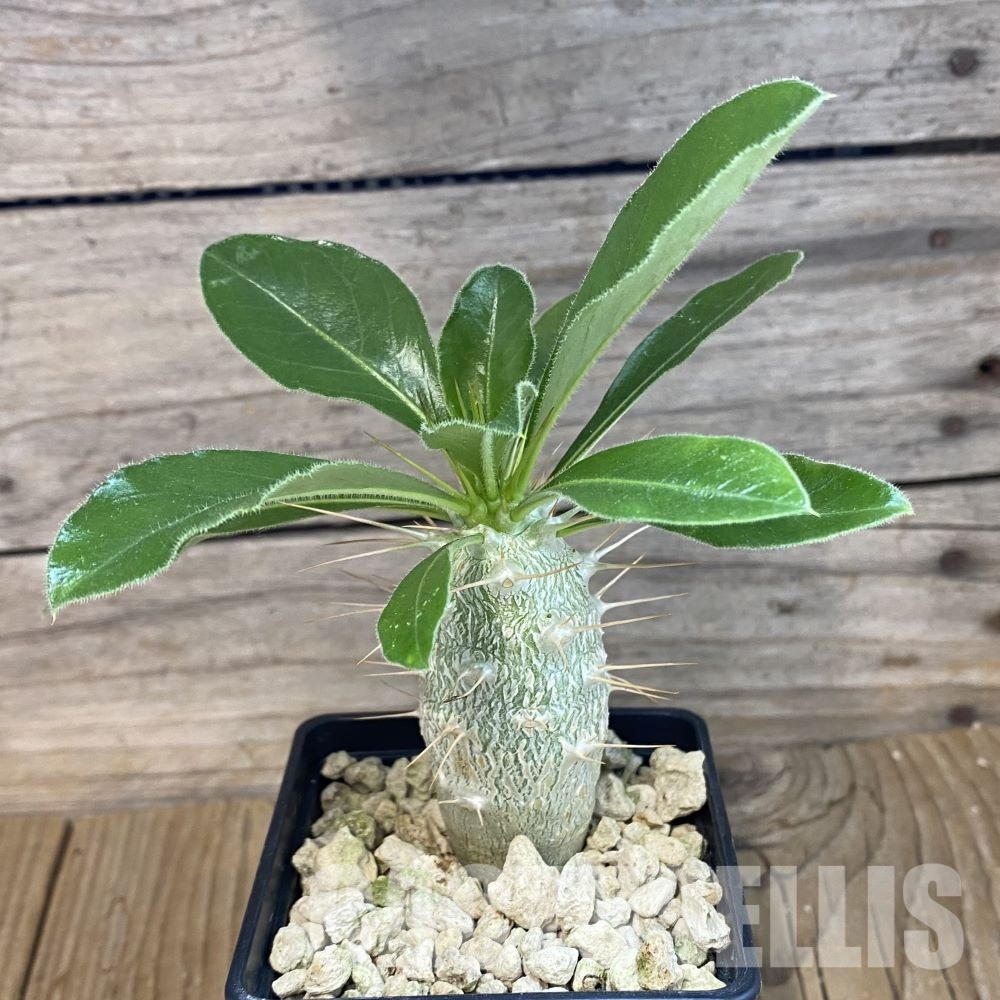 SH34766 Pachypodium saundersii - immagine 2
