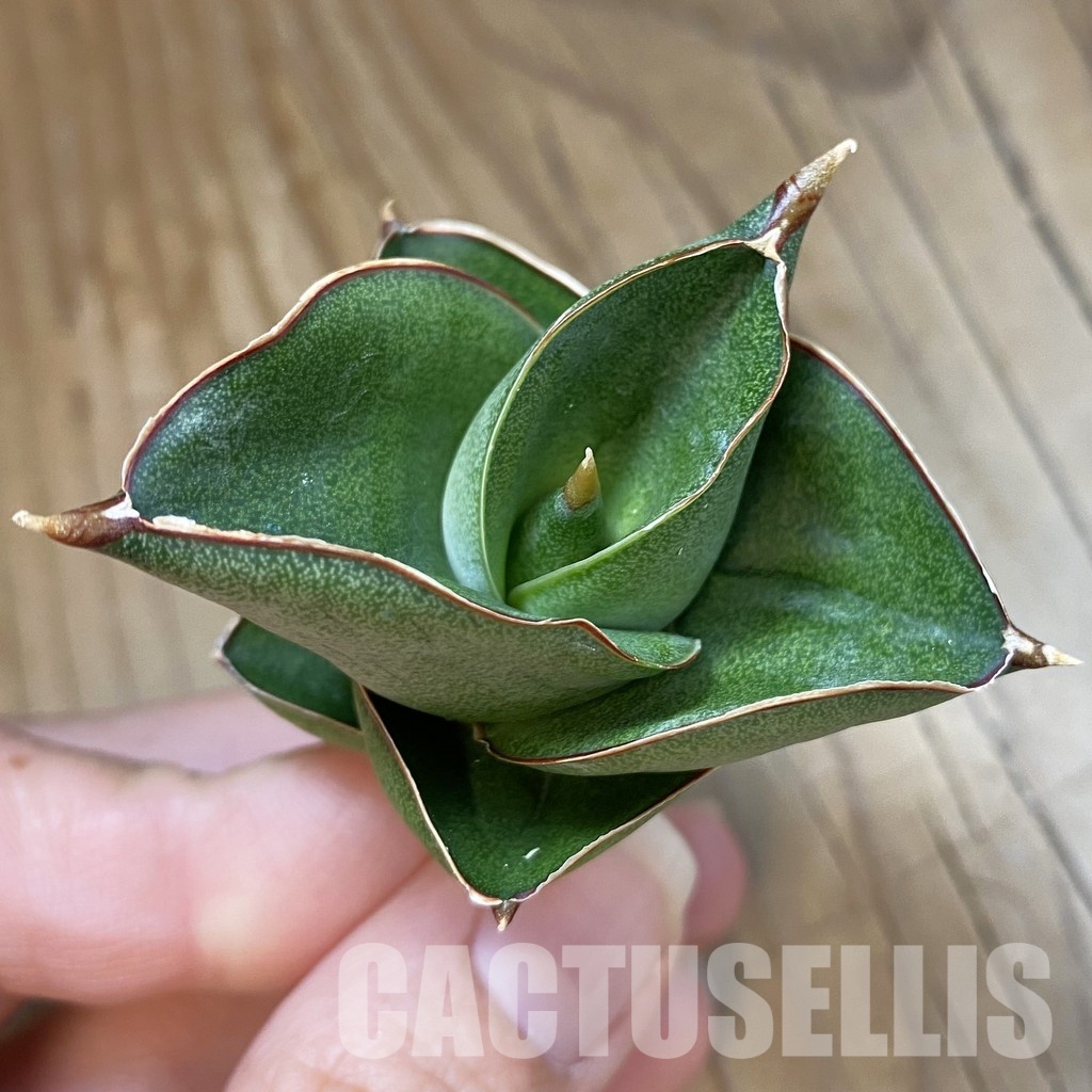 SH34701 Sansevieria ‘Opera House’