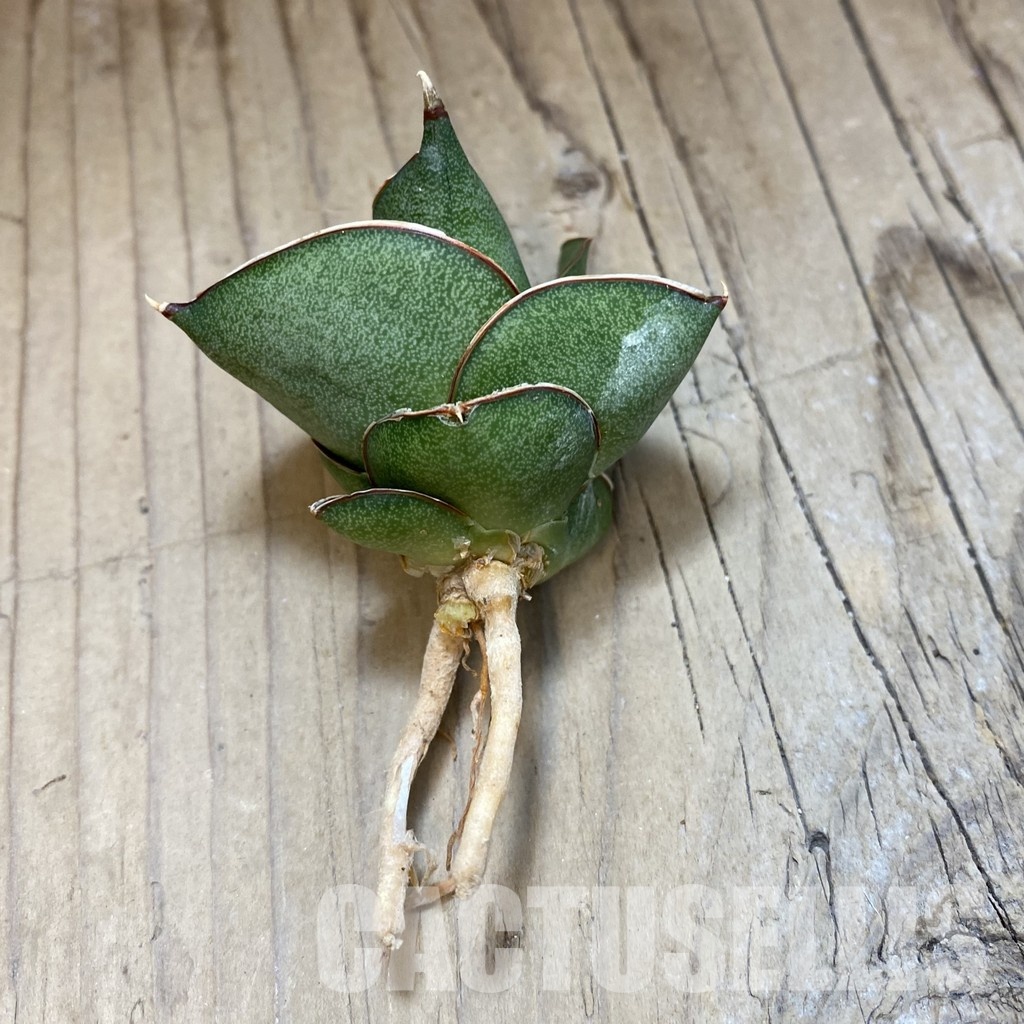SH34701 Sansevieria ‘Opera House’ - Image 2