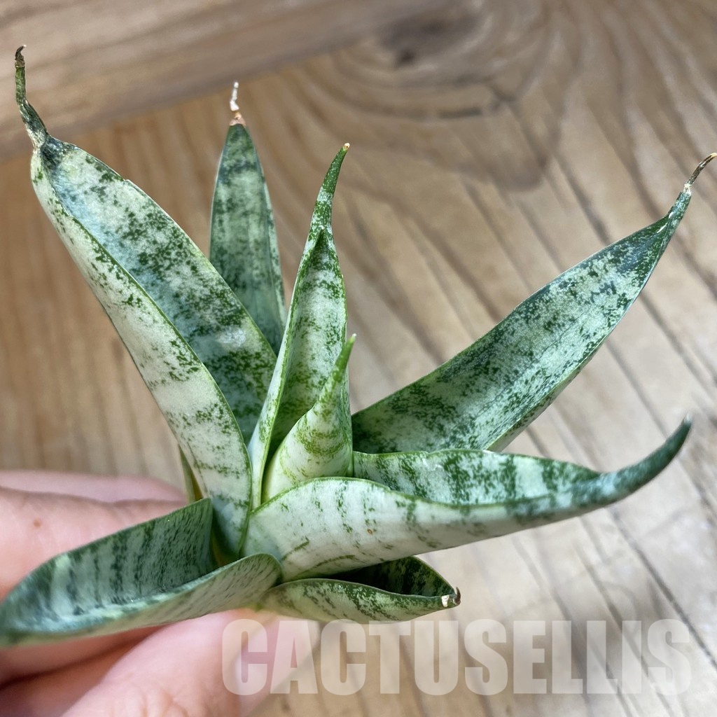 SH34702 Sansevieria ‘Nakhon Luang’
