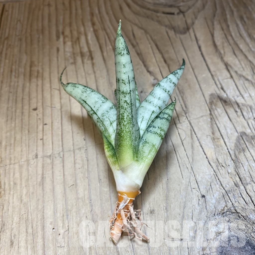 SH34702 Sansevieria ‘Nakhon Luang’ - Image 2