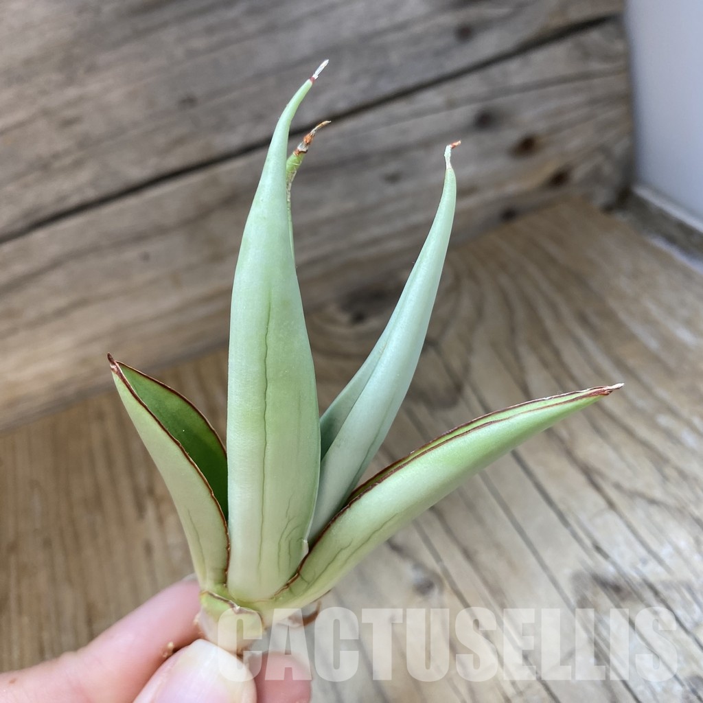 SH34703 Sansevieria ‘Milano’ - Image 2