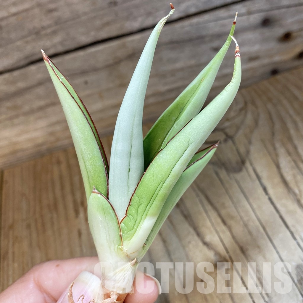 SH34703 Sansevieria ‘Milano’