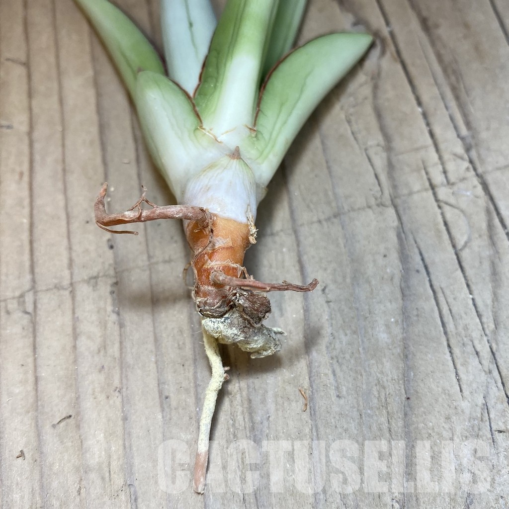SH34703 Sansevieria ‘Milano’ - Image 3