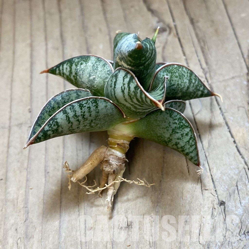 SH34704 Sansevieria ‘Sumo’ - Image 2