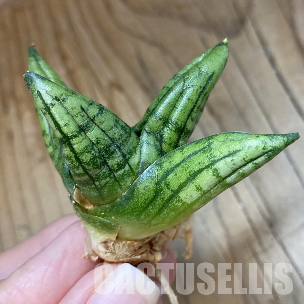 SH34707 Sansevieria 'Little Wing'