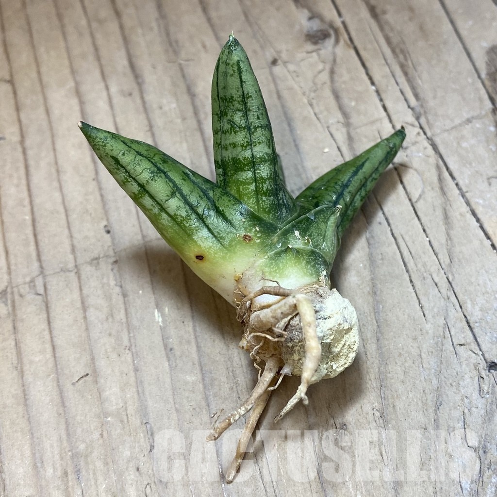 SH34707 Sansevieria 'Little Wing' - Image 2