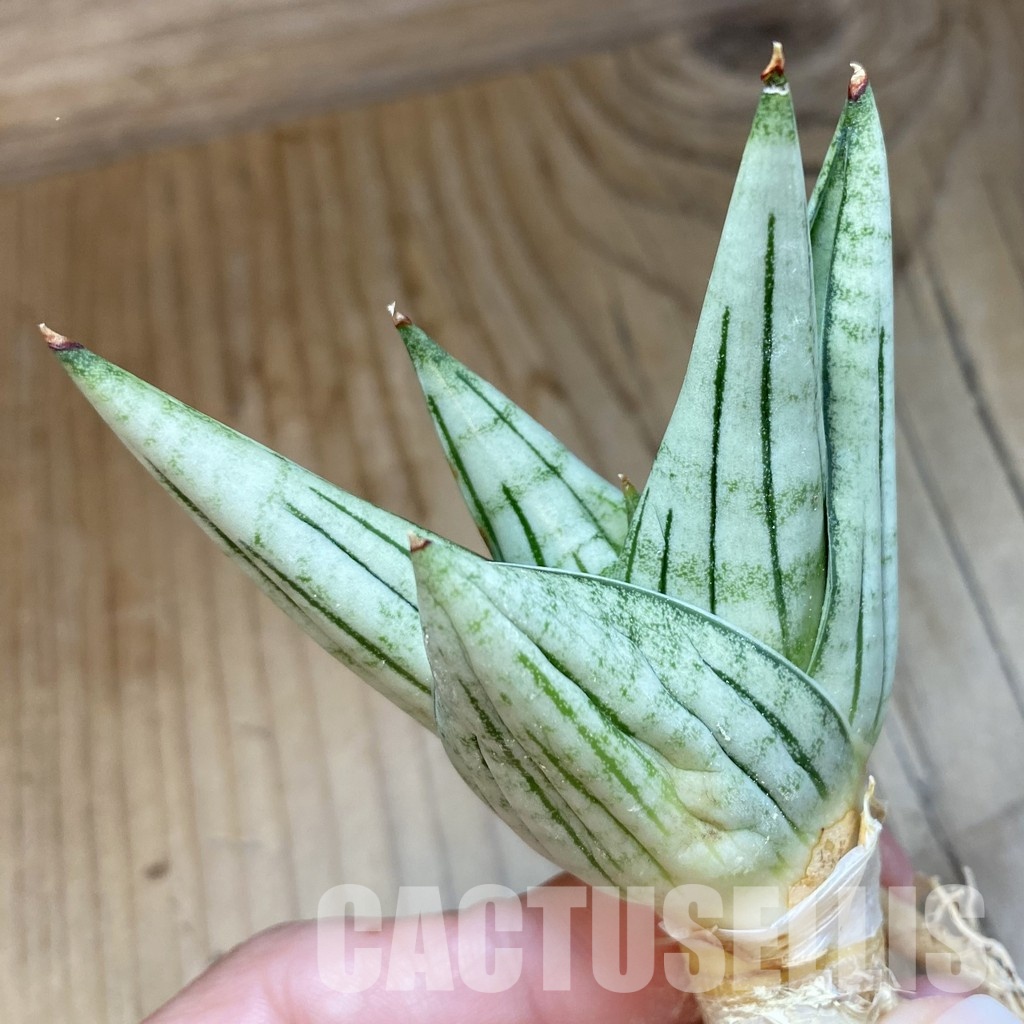 SH34713 Sansevieria ‘Jupiter’