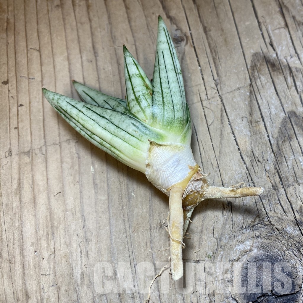 SH34713 Sansevieria ‘Jupiter’ - Image 2