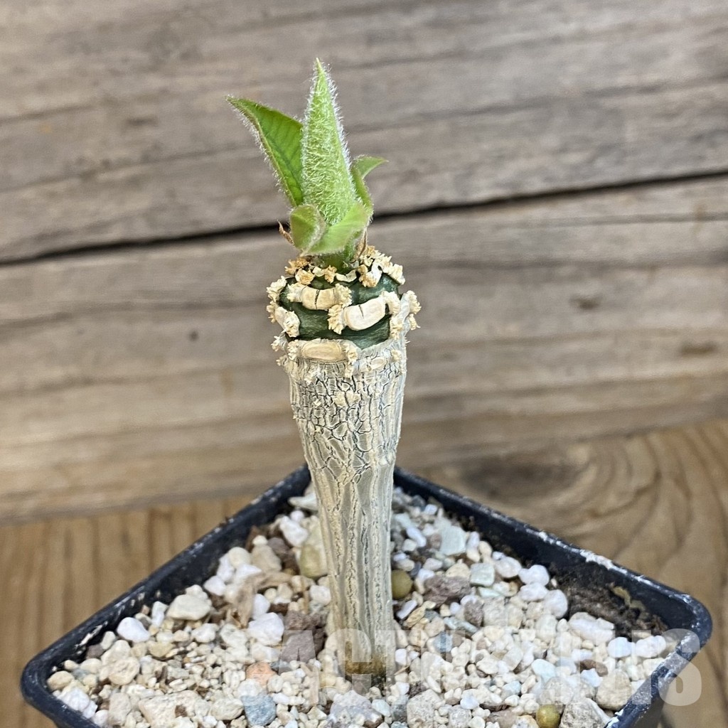 SH34754 euphorbia ankarensis - Obrázek 2