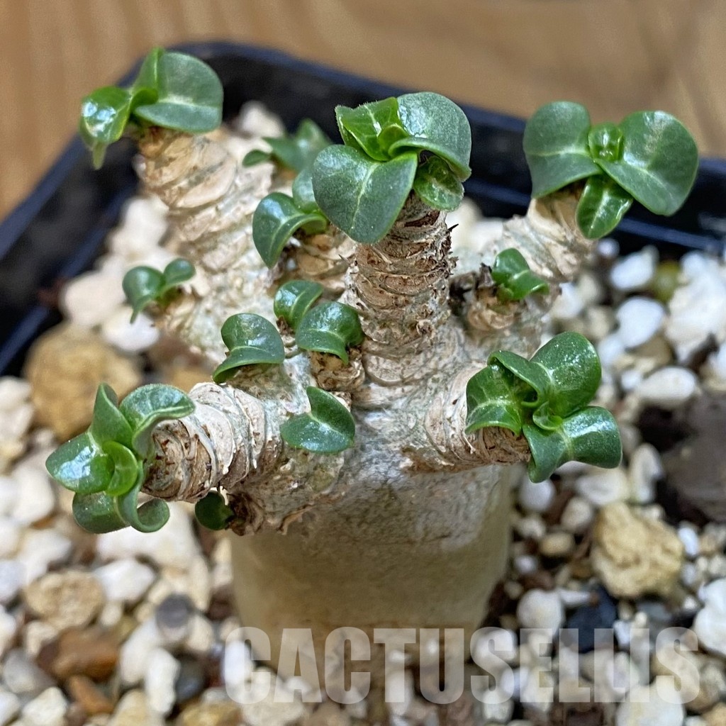 SH34755 Adenium arabicum DHA