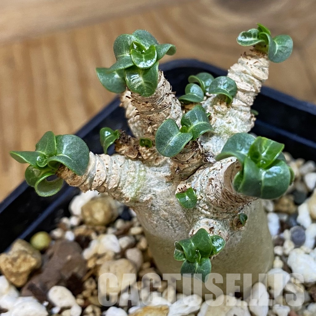 SH34755 Adenium arabicum DHA - Obrázek 2