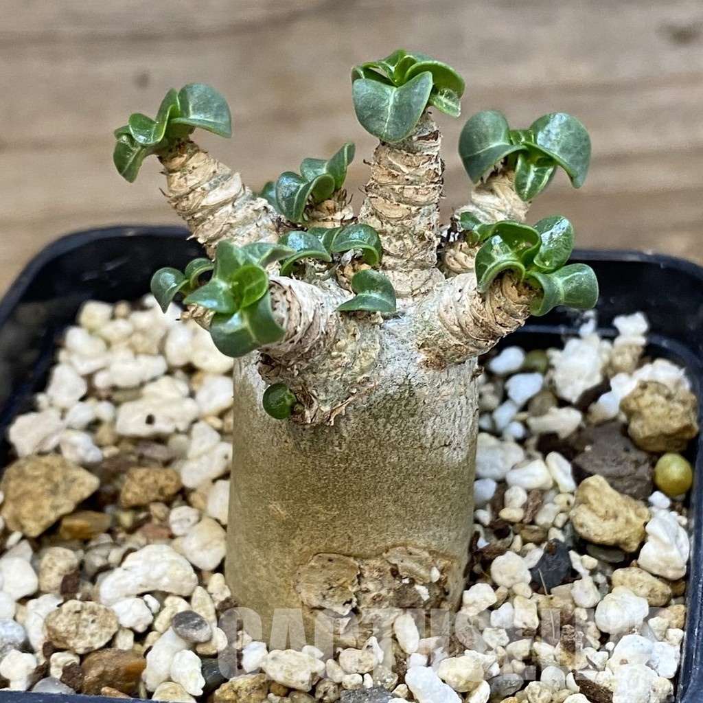 SH34755 Adenium arabicum DHA - Obrázek 3