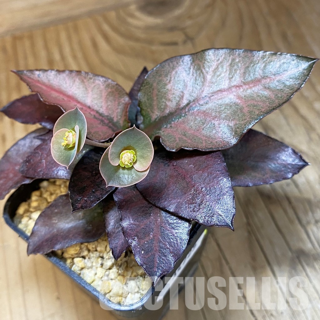 SH34725 Euphorbia francoisii hybrid