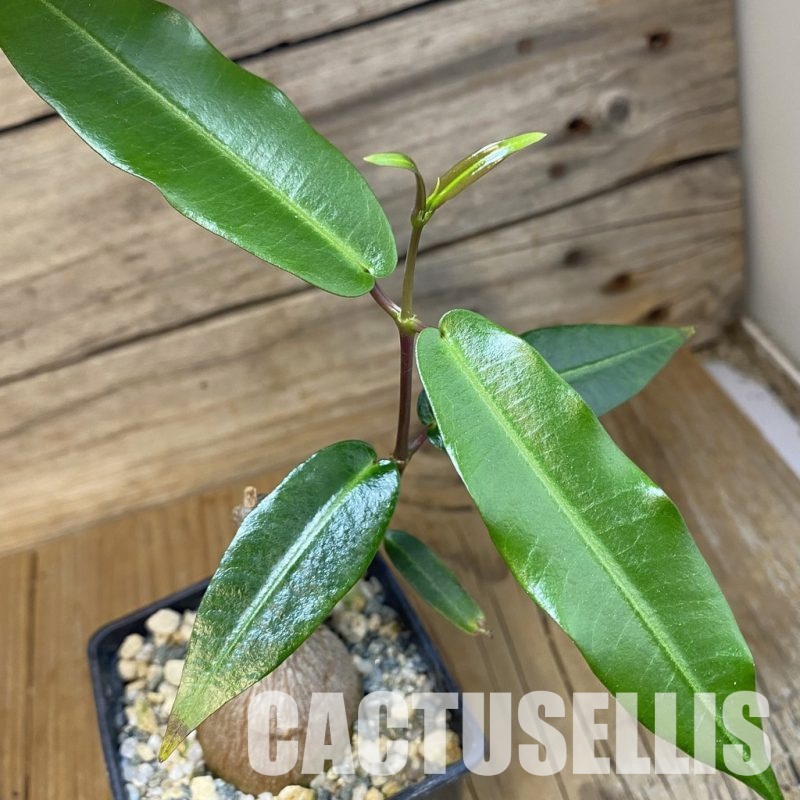 SH33759 Fockea natalensis