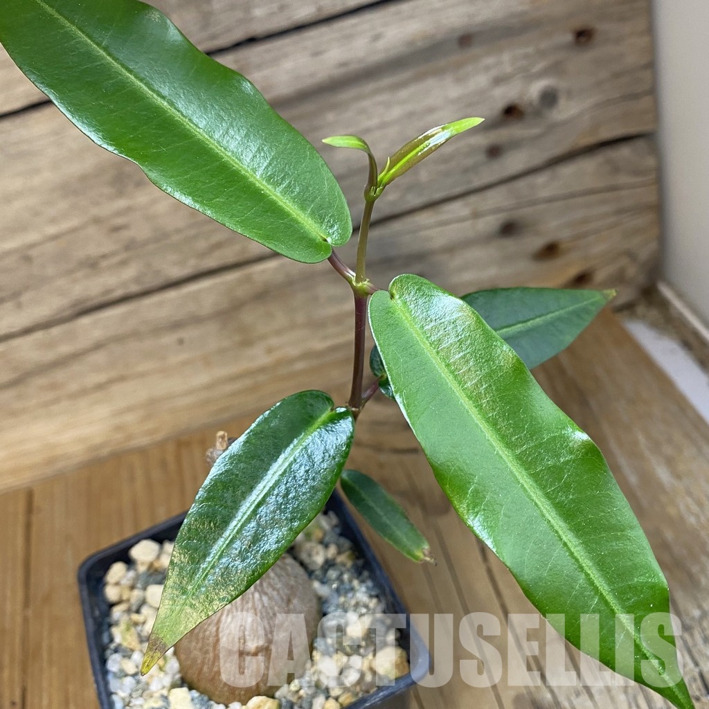 SH33759 Fockea natalensis