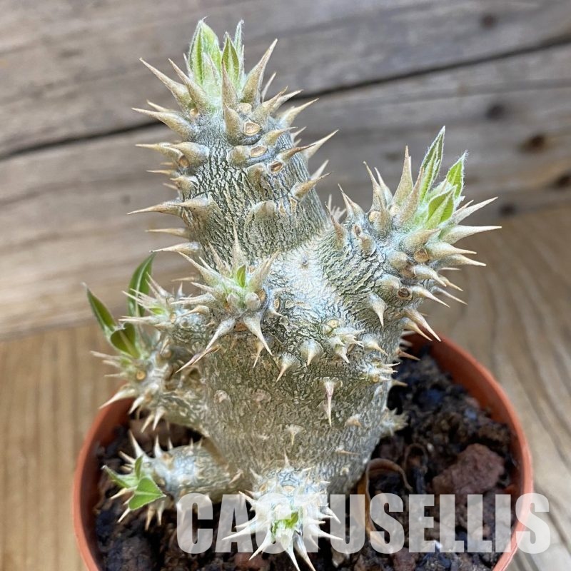 SH34760 Pachypodium horombense