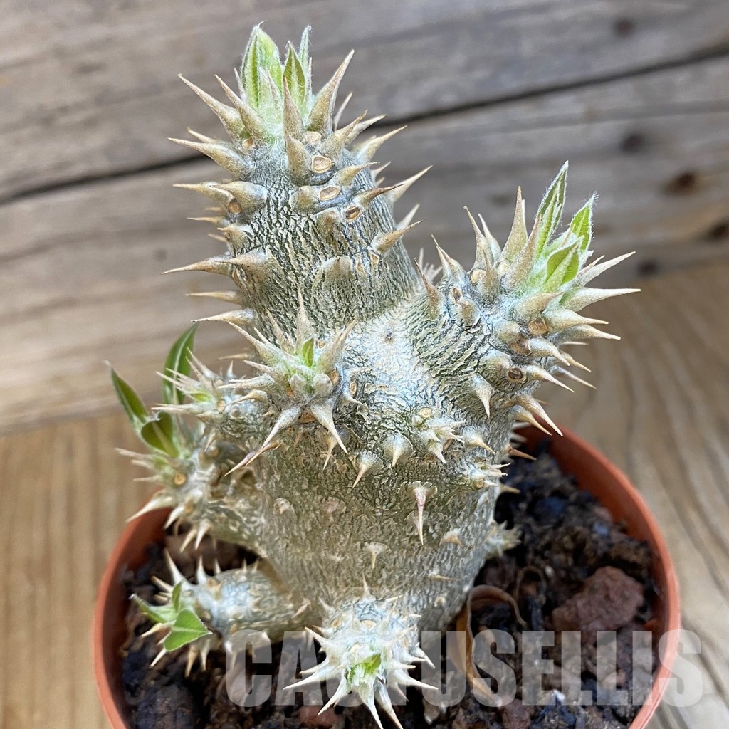 SH34760 Pachypodium horombense