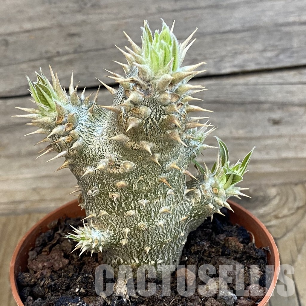 SH34760 Pachypodium horombense - Imagen 2