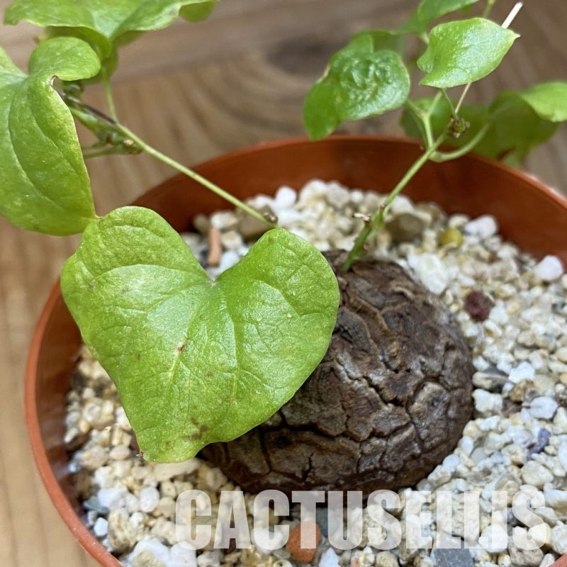 SH33761 Dioscorea elephantipes