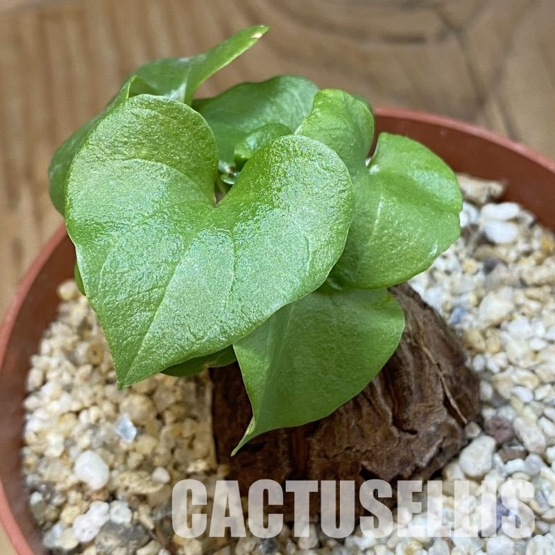 SH33762 Dioscorea elephantipes