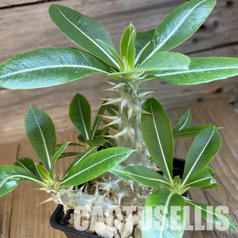 SH34763 Pachypodium horombense