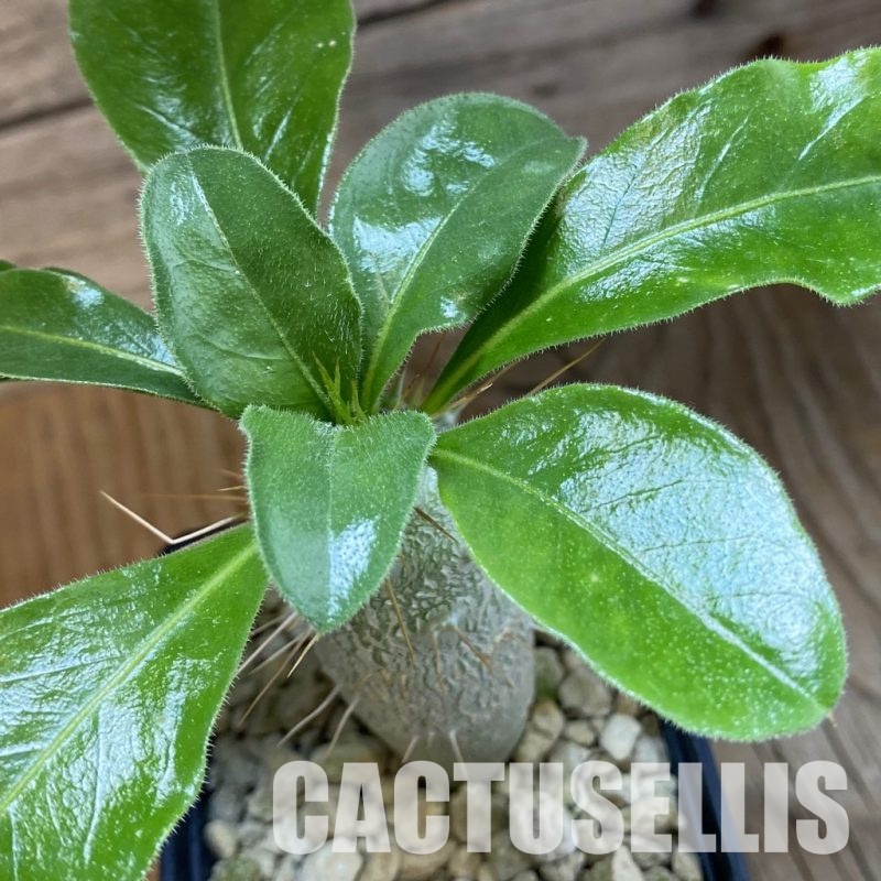 SH34765 Pachypodium saundersii