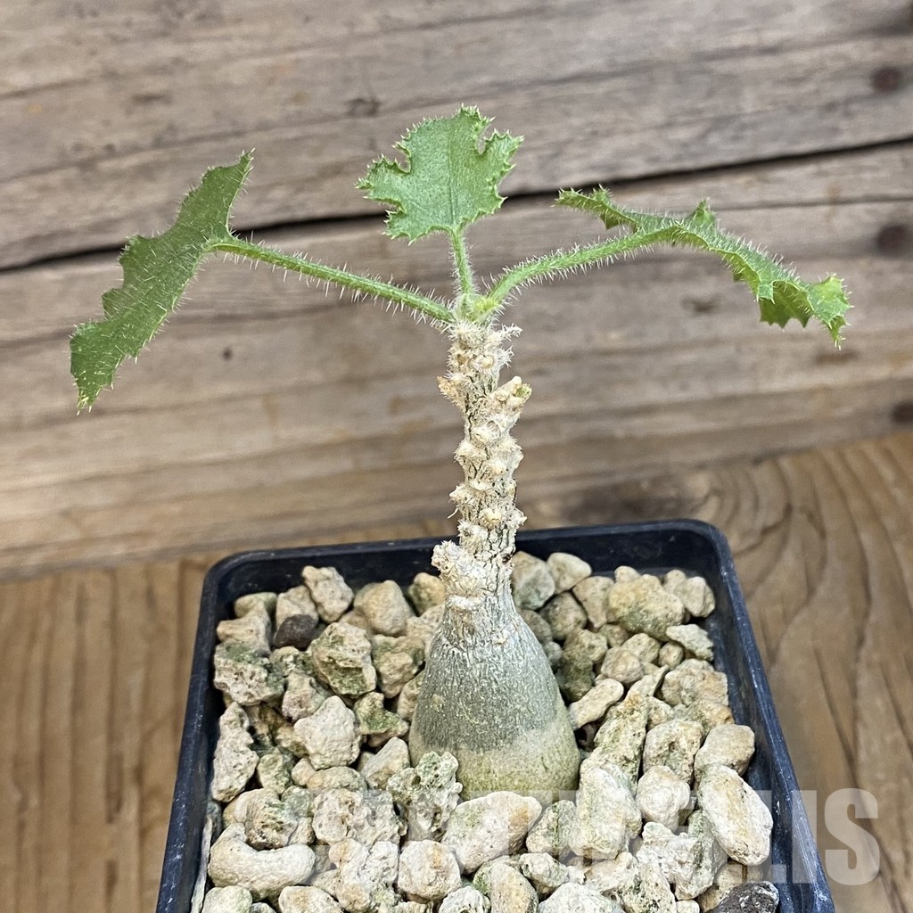 SH34768 Dendrosicyos socotrana - immagine 2